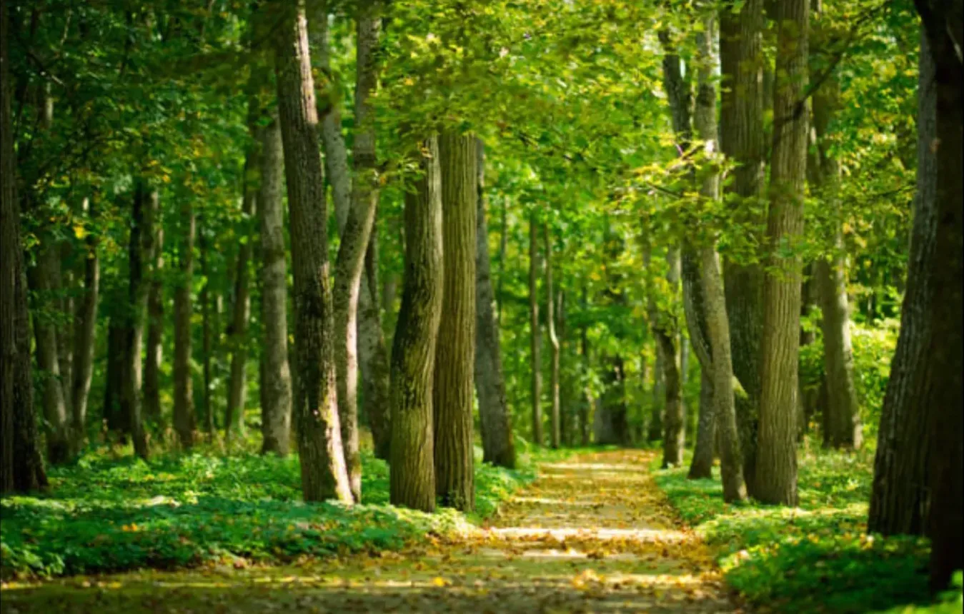 Allée verdoyante bordée d'arbres au cœur d'une forêt lumineuse.
